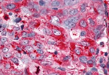 Immunohistochemistry (Formalin/PFA-fixed paraffin-embedded sections) - Anti-Estrogen Related Receptor gamma antibody - C-terminal (AB219547)