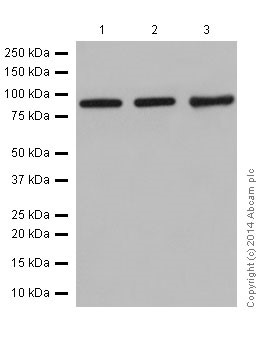 Western blot - Anti-ETAA1 antibody [EPR14052(2)] (AB197017)
