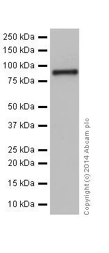 Western blot - Anti-ETAA1 antibody [EPR14052(2)] (AB197017)