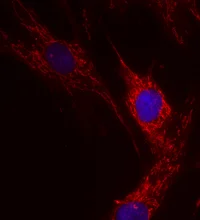 Immunocytochemistry/ Immunofluorescence - Anti-ETFA antibody [2B11AE8] (AB110316)