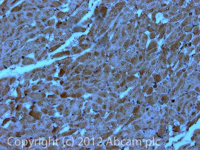 Immunohistochemistry (Formalin/PFA-fixed paraffin-embedded sections) - Anti-ETFA antibody [2B11AE8] (AB110316)