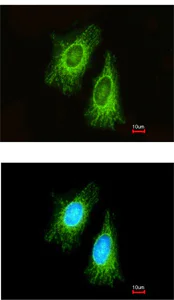 Immunocytochemistry/ Immunofluorescence - Anti-ETFA antibody (AB153722)