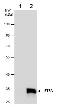 Immunoprecipitation - Anti-ETFA antibody (AB153722), expandable thumbnail