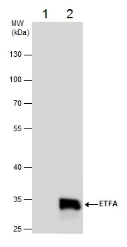 Immunoprecipitation - Anti-ETFA antibody (AB153722)