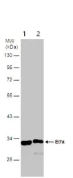 Western blot - Anti-ETFA antibody (AB153722)