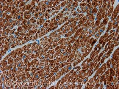 Immunohistochemistry (Formalin/PFA-fixed paraffin-embedded sections) - Anti-ETFDH antibody [3D1AC4AF3] (AB131376), expandable thumbnail