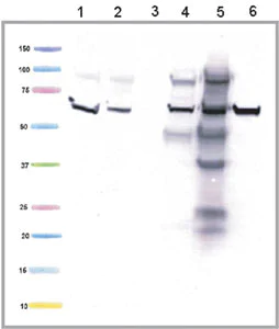 Western blot - Anti-ETFDH antibody [3H2BG1] (AB126576)