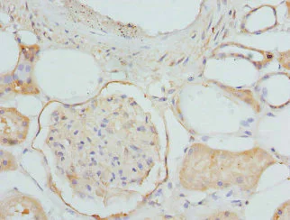Immunohistochemistry (Formalin/PFA-fixed paraffin-embedded sections) - Anti-ETFDH antibody - C-terminal (AB224663)