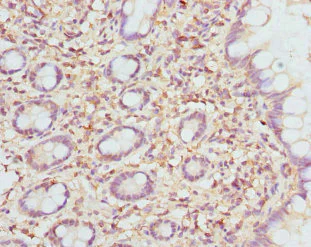 Immunohistochemistry (Formalin/PFA-fixed paraffin-embedded sections) - Anti-ETFDH antibody - C-terminal (AB224663)