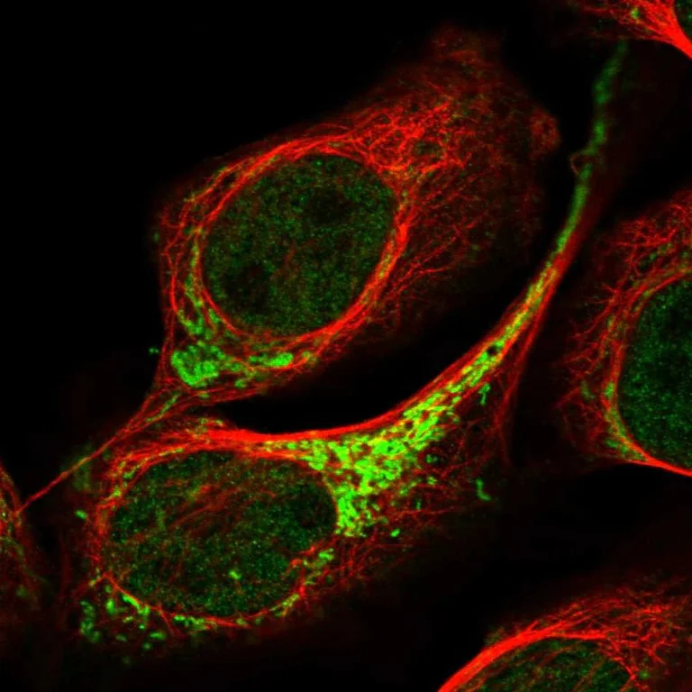 Immunocytochemistry/ Immunofluorescence - Anti-ETHE1 antibody (AB251791)