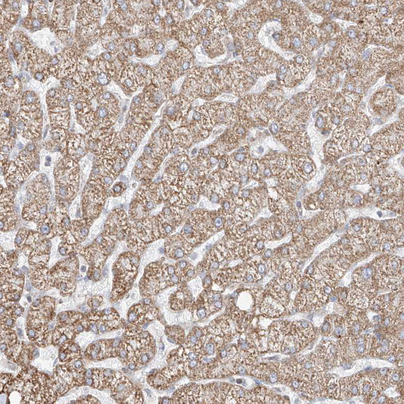 Immunohistochemistry (Formalin/PFA-fixed paraffin-embedded sections) - Anti-ETHE1 antibody (AB251791)