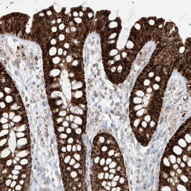 Immunohistochemistry (Formalin/PFA-fixed paraffin-embedded sections) - Anti-ETHE1 antibody (AB251791)