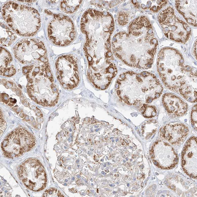 Immunohistochemistry (Formalin/PFA-fixed paraffin-embedded sections) - Anti-ETHE1 antibody (AB251791)