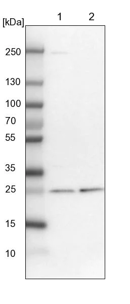 Western blot - Anti-ETHE1 antibody (AB251791)