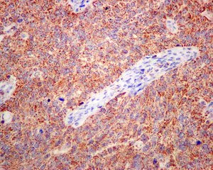 Immunohistochemistry (Formalin/PFA-fixed paraffin-embedded sections) - Anti-ETHE1 antibody [EPR11697] - BSA and Azide free (AB249805)