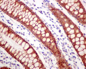 Immunohistochemistry (Formalin/PFA-fixed paraffin-embedded sections) - Anti-ETHE1 antibody [EPR11697] - BSA and Azide free (AB249805)