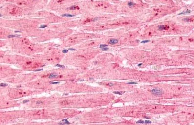 Immunohistochemistry (Formalin/PFA-fixed paraffin-embedded sections) - Anti-ETL antibody (AB150489)
