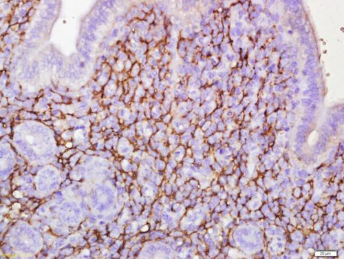 Immunohistochemistry (Formalin/PFA-fixed paraffin-embedded sections) - Anti-ETL antibody (AB217175)