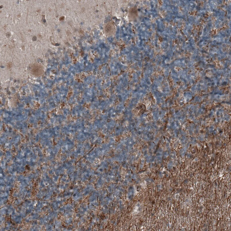 Immunohistochemistry (Formalin/PFA-fixed paraffin-embedded sections) - Anti-ETL antibody [CL4164] (AB219974)