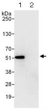 Immunoprecipitation - Anti-ETS1 antibody (AB124282)