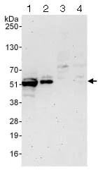 Western blot - Anti-ETS1 antibody (AB124282)