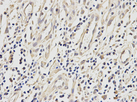 Immunohistochemistry (Formalin/PFA-fixed paraffin-embedded sections) - Anti-ETS1 antibody (AB186844)