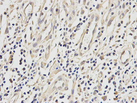 Immunohistochemistry (Formalin/PFA-fixed paraffin-embedded sections) - Anti-ETS1 antibody (AB186844)