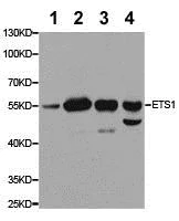 Western blot - Anti-ETS1 antibody (AB186844)