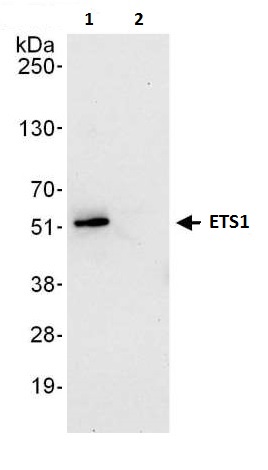 Immunoprecipitation - Anti-ETS1 antibody (AB225868)