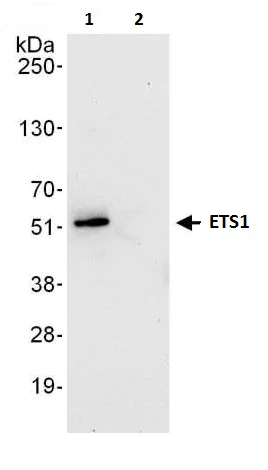 Immunoprecipitation - Anti-ETS1 antibody (AB225868)