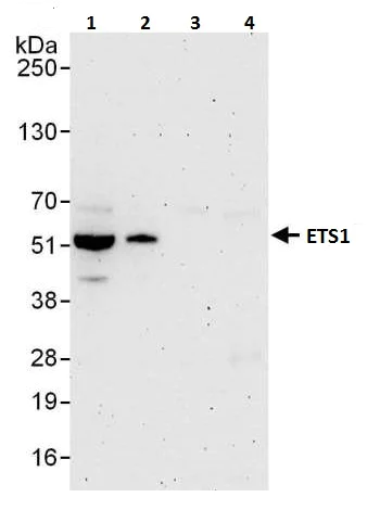 Western blot - Anti-ETS1 antibody (AB225868)