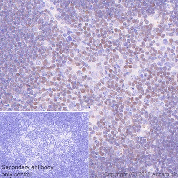 Immunohistochemistry (Formalin/PFA-fixed paraffin-embedded sections) - Anti-ETS1 antibody [EPR21909] (AB220361), expandable thumbnail