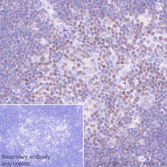 Immunohistochemistry (Formalin/PFA-fixed paraffin-embedded sections) - Anti-ETS1 antibody [EPR21909] - BSA and Azide free (AB238645)