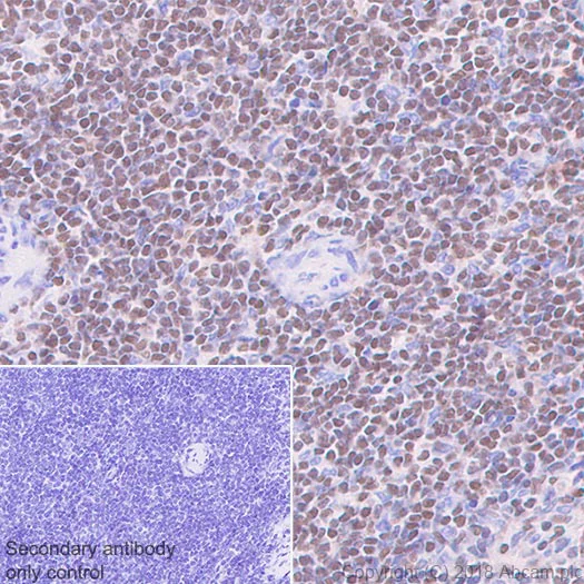 Immunohistochemistry (Formalin/PFA-fixed paraffin-embedded sections) - Anti-ETS1 antibody [EPR21909] - BSA and Azide free (AB238645)