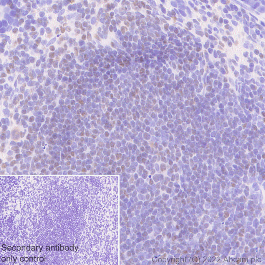 Immunohistochemistry (Formalin/PFA-fixed paraffin-embedded sections) - Anti-ETS1 antibody [EPR27353-81] (AB307672), expandable thumbnail