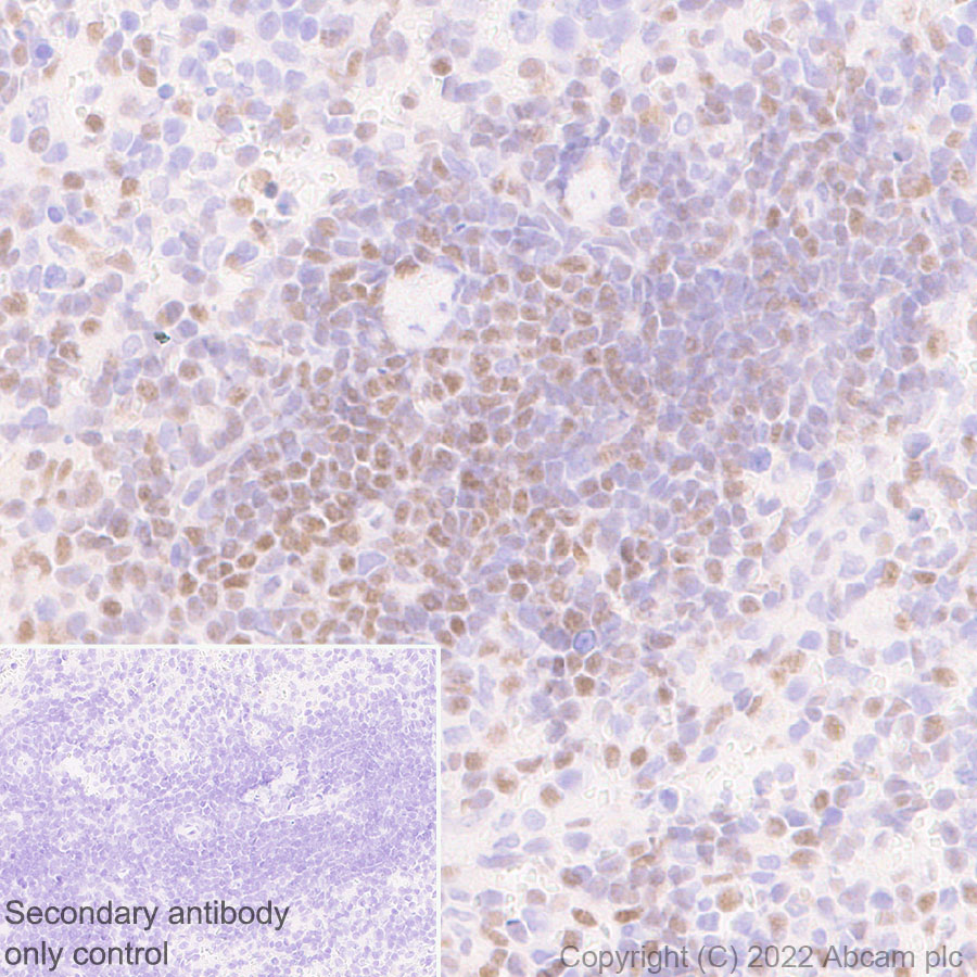 Immunohistochemistry (Formalin/PFA-fixed paraffin-embedded sections) - Anti-ETS1 antibody [EPR27353-81] (AB307672), expandable thumbnail
