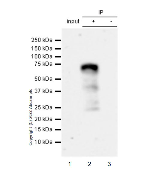Immunoprecipitation - Anti-ETS1 antibody [EPR27353-81] (ab307672), expandable thumbnail