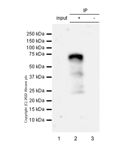 Immunoprecipitation - Anti-ETS1 antibody [EPR27353-81] (AB307672)