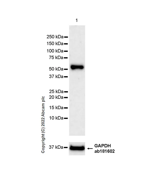 Western blot - Anti-ETS1 antibody [EPR27353-81] (AB307672)