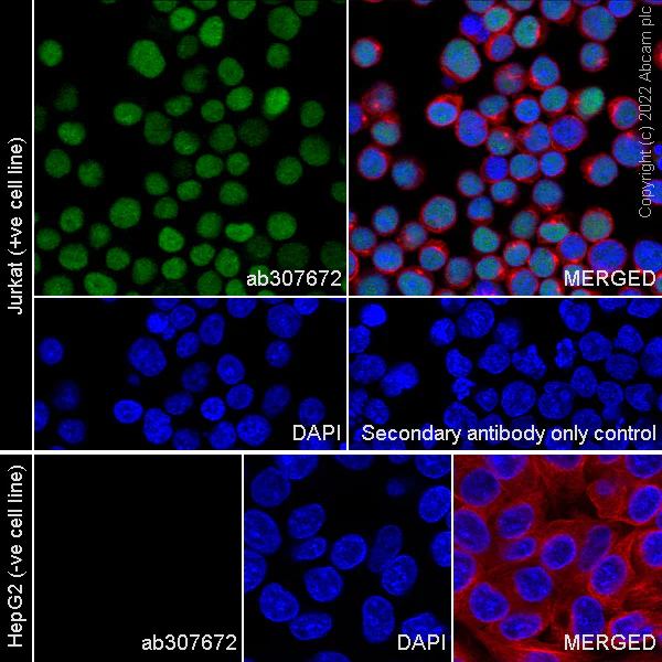Immunocytochemistry/ Immunofluorescence - Anti-ETS1 antibody [EPR27353-81] - BSA and Azide free (AB307673)