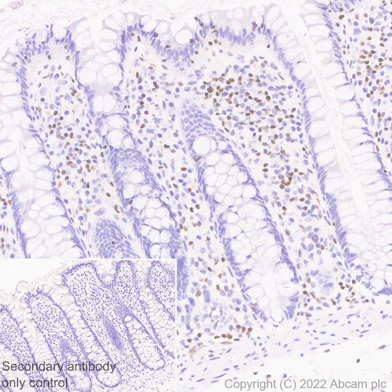 Immunohistochemistry (Formalin/PFA-fixed paraffin-embedded sections) - Anti-ETS1 antibody [EPR27353-81] - BSA and Azide free (AB307673)