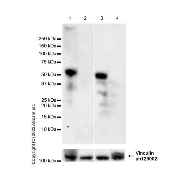 Western blot - Anti-ETS1 antibody [EPR27353-81] - BSA and Azide free (AB307673)