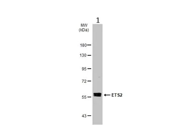 Western blot - Anti-ETS2 antibody (AB272866)