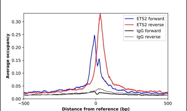 ChIP - Anti-ETS2 Antibody (AB327175)
