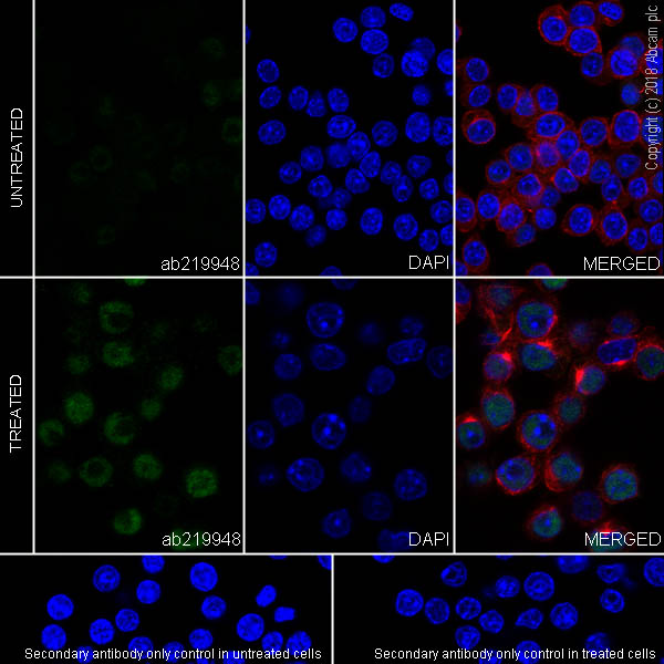 Immunocytochemistry/ Immunofluorescence - Anti-ETS2 antibody [EPR22419] (AB219948), expandable thumbnail