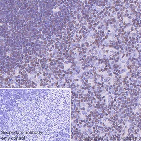 Immunohistochemistry (Formalin/PFA-fixed paraffin-embedded sections) - Anti-ETS2 antibody [EPR22419] (AB219948), expandable thumbnail