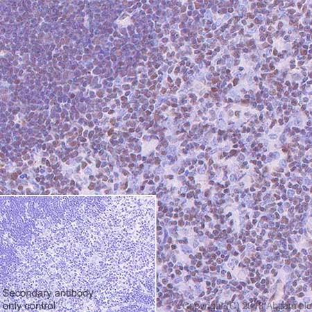Immunohistochemistry (Formalin/PFA-fixed paraffin-embedded sections) - Anti-ETS2 antibody [EPR22419] (AB219948)