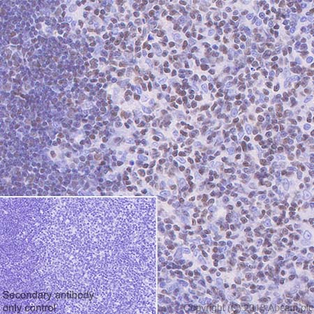 Immunohistochemistry (Formalin/PFA-fixed paraffin-embedded sections) - Anti-ETS2 antibody [EPR22419] (AB219948), expandable thumbnail
