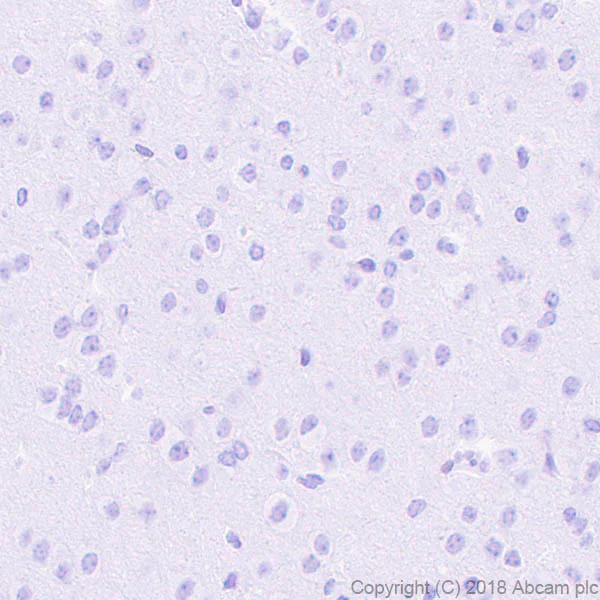 Immunohistochemistry (Formalin/PFA-fixed paraffin-embedded sections) - Anti-ETS2 antibody [EPR22419] (AB219948)