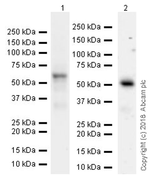 Western blot - Anti-ETS2 antibody [EPR22419] (ab219948), expandable thumbnail